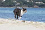 BOSTON TERRIER 300